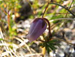 Blue Mountainheath
